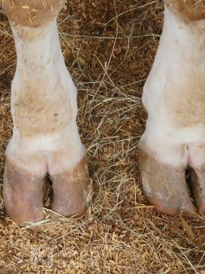 Гигиена копыт