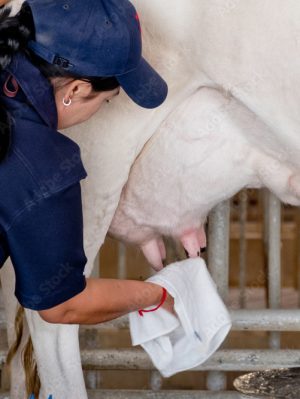 Гигиена вымени